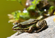 frosch