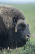Buffalo, close-up of head
