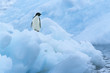 Penguin on iceberg