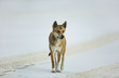Australian Dingo on beach
