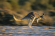 Kangaroo bouncing through desert