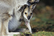 Joey Kangaroo with mother, close-up
