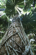 Australia, Queensland, Fan palms in rainforest
