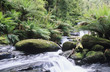 Australia, Queensland, stream in rainforest