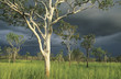 Australia, Eucalyptus trees in field