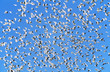 Flock of migrating birds