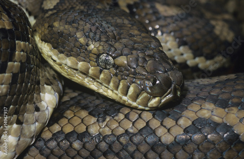 Photo: Carpet Python, close-up Carpet Python, close-up