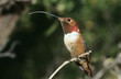 Humming bird perched on branch