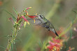 Humming bird feeding from flower