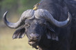 Cape Buffalo Syncerus Caffer with bird on head, close-up