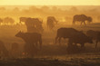 Cape Buffalo Syncerus Caffer grazing on savannah at sunset