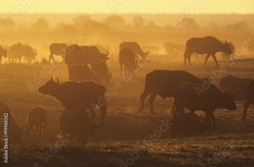 Foto: Cape Buffalo Syncerus Caffer grazing on savannah at sunset Cape Buffalo Syncerus Caffer grazing on savannah at sunset