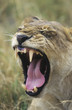 Lioness yawning, close-up