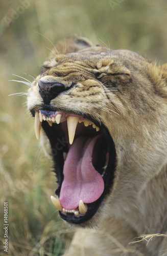 Photo: Lioness yawning, close-up Lioness yawning, close-up