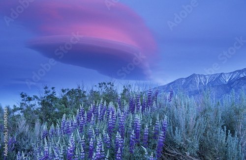 Photo: Wild flowers in mountains Wild flowers in mountains