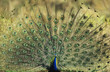 Peacock displaying feathers