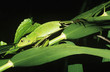 Green lizard among leaves