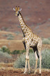 Maasai Giraffe Giraffa Camelopardalus on savannah