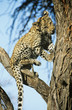 Leopard Panthera Pardus climbing tree