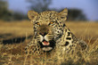 Leopard Panthera Pardus lying in grass on savannah