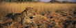 Leopard Panthera Pardus lying in grass on savannah