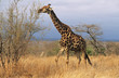 Maasai Giraffe Giraffa Camelopardalus on savannah