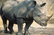 Black Rhinoceros Ceratotherium Simum