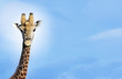 Maasai Giraffe Giraffa Camelopardalus against blue sky