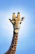 Maasai Giraffe Giraffa Camelopardalus against blue sky