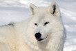 Arctic Wolf