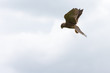 Kestral in the Sky Hunting Kestral in the Sky Hunting