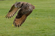 Eagle Owl Close Flypast Eagle Owl Close Flypast