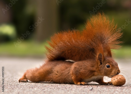 Foto: Red squirrel with walnut - Eichhörnchen Red squirrel with walnut - Eichhörnchen