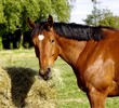 Pferde auf einem Reiterhof in Frankreich