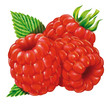 Himbeeren