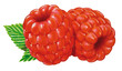Himbeeren