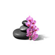 Orchidée SPA 222332