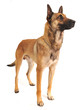 malinois debout
