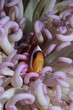 Photo: Clown fish hiding among sea anenomies Clown fish hiding among sea anenomies