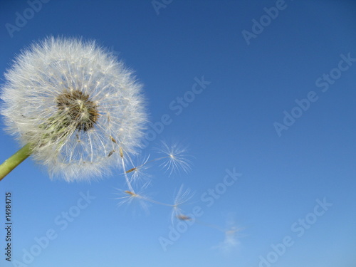 Foto: Pusteblume Pusteblume