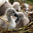 young swans