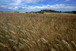 Toscana, spighe al vento 1