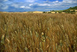 Toscana, spighe al vento 2