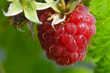 Framboise sauvage Framboise sauvage