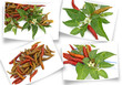 des photos de piments