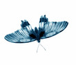 isolated butterfly