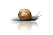 Snail crawling on glassy surface