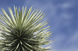 Joshua tree, close-up