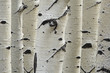 Birch trees in a row, close-up of trunks