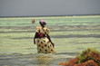 Ramasseuse d’algues à zanzibar